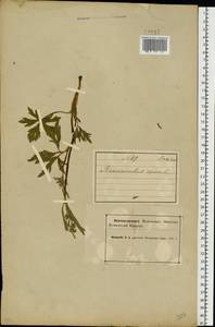 Лютик ползучий L., Восточная Европа, Северный район (E1) (Россия)