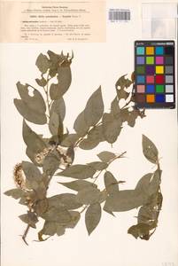 Salix ×meyeriana Rostk. ex Willd., Восточная Европа, Северо-Западный район (E2) (Россия)