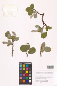 Ива сетчатая L., Сибирь, Чукотка и Камчатка (S7) (Россия)