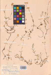 Ясколка полевая L., Восточная Европа, Северо-Западный район (E2) (Россия)