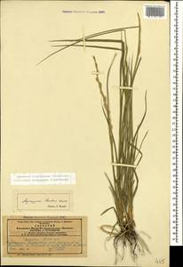 Thinopyrum intermedium subsp. intermedium, Кавказ, Азербайджан (K6) (Азербайджан)