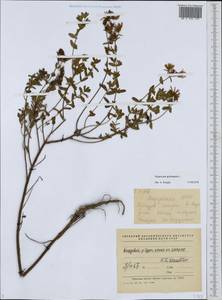 Зверобой продырявленный L., Восточная Европа, Средневолжский район (E8) (Россия)