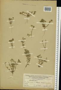 Дивана однолетняя L., Восточная Европа, Волжско-Камский район (E7) (Россия)