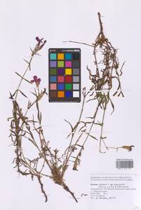 Гвоздика китайская L., Сибирь, Дальний Восток (S6) (Россия)