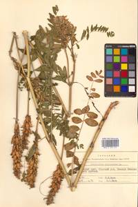 Астрагал болотный L., Сибирь, Дальний Восток (S6) (Россия)