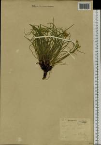 Takhtajaniantha austriaca (Willd.) Zaika, Sukhor. & N. Kilian, Сибирь, Якутия (S5) (Россия)