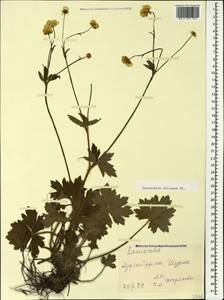 Ranunculus constantinopolitanus var. villosus (DC.) Mobayen & Maleki, Кавказ, Азербайджан (K6) (Азербайджан)