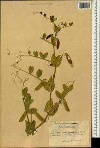 Lathyrus oleraceus Lam., Зарубежная Азия (ASIA) (КНР)