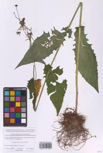 Скерда болотная (L.) Moench, Восточная Европа, Московская область и Москва (E4a) (Россия)