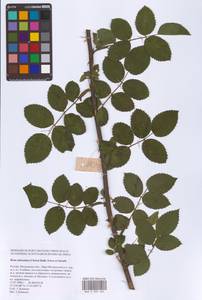 Шиповник почти-собачий (Christ) Dalla Torre & Sarnth., Восточная Европа, Московская область и Москва (E4a) (Россия)