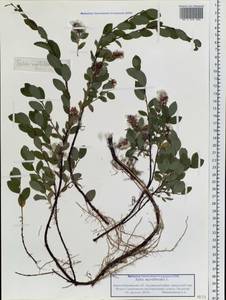 Ива черничная L., Сибирь, Западная Сибирь (S1) (Россия)