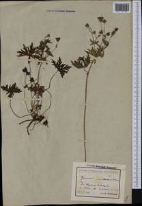 Geranium caeruleatum Schur, Западная Европа (EUR) (Болгария)