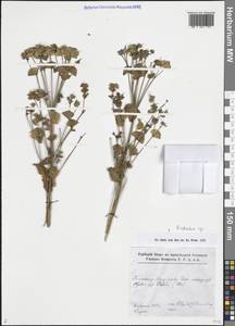 Молочай, Восточная Европа, Северо-Западный район (E2) (Россия)