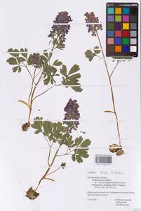 Хохлатка плотная (L.) Clairv., Восточная Европа, Центральный лесостепной район (E6) (Россия)