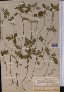 Недотрога мелкоцветковая DC., Средняя Азия и Казахстан, Западный Тянь-Шань и Каратау (M3) (Казахстан)