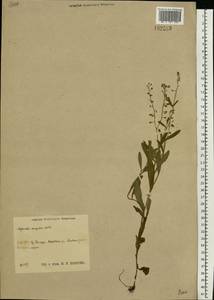 Незабудка рыхлая Lehm., Восточная Европа, Центральный район (E4) (Россия)