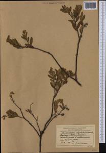 Хамедафна обыкновенная, Болотный мирт (L.) Moench, Сибирь, Якутия (S5) (Россия)