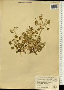 Psammogeton stocksii (Boiss.) Nasir, Зарубежная Азия (ASIA) (Афганистан)