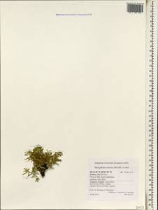 Spergularia azorica (Kindb.) Lebel, Африка (AFR) (Португалия)