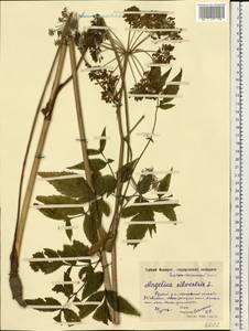 Дудник лесной L., Восточная Европа, Московская область и Москва (E4a) (Россия)