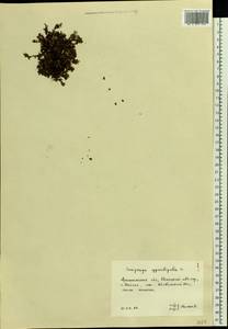Камнеломка супротивнолистная L., Восточная Европа, Северный район (E1) (Россия)