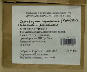 Leptobryum pyriforme (Hedw.) Wilson, Гербарий мохообразных, Мхи - Центральное Нечерноземье (B6) (Россия)
