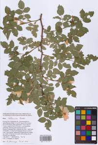 Шиповник бальзамический Besser, Восточная Европа, Нижневолжский район (E9) (Россия)