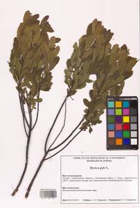 Восковник обыкновенный L., Сибирь, Дальний Восток (S6) (Россия)