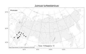 Juncus turkestanicus, Ситник туркестанский V. I. Krecz. & Gontsch., Атлас флоры России (FLORUS) (Россия)