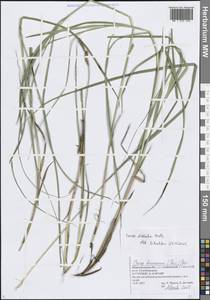 Осока двурядная Huds., Восточная Европа, Волжско-Камский район (E7) (Россия)