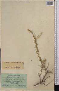 Collinosalsola arbusculiformis (Drobnick), Средняя Азия и Казахстан, Памир и Памиро-Алай (M2) (Таджикистан)