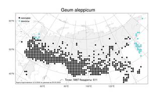 Geum aleppicum, Гравилат аллепский Jacq., Атлас флоры России (FLORUS) (Россия)