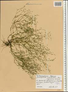Песколюбочка постенная (L.) Ikonn., Восточная Европа, Белоруссия (E3a) (Белоруссия)