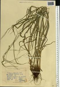 Lolium giganteum (L.) Darbysh., Восточная Европа, Северо-Украинский район (E11) (Украина)