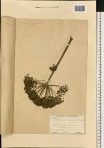 Дудник лекарственный, Дягиль лекарственный L., Восточная Европа, Московская область и Москва (E4a) (Россия)