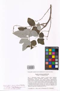 Populus alba var. pyramidalis Bunge, Восточная Европа, Московская область и Москва (E4a) (Россия)