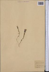 Gentianopsis ciliata subsp. ciliata, Западная Европа (EUR) (Германия)