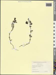 Подмаренник настоящий L., Кавказ, Дагестан (K2) (Россия)