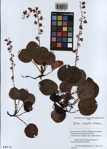 KUZ 001 835, Pyrola asarifolia subsp. incarnata (DC.) A. E. Murray, Сибирь, Алтай и Саяны (S2) (Россия)