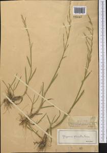 Манник замеченный Chevall., Средняя Азия и Казахстан, Джунгарский Алатау и Тарбагатай (M5) (Казахстан)