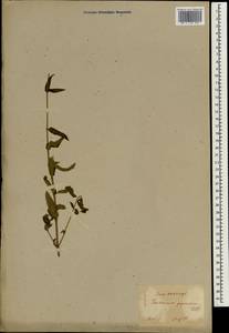 Teucrium japonicum Houtt., Зарубежная Азия (ASIA) (Япония)