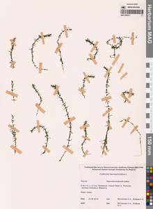 Болотник обоеполый L., Сибирь, Якутия (S5) (Россия)