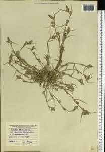 Sporobolus schoenoides (L.) P.M.Peterson, Восточная Европа, Центральный лесостепной район (E6) (Россия)