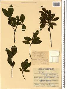 Крушина ломкая, Крушина ольховидная Mill., Кавказ, Грузия (K4) (Грузия)