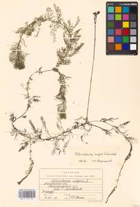 Utricularia ×australis R. Br., Восточная Европа, Московская область и Москва (E4a) (Россия)