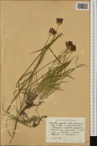 Dianthus giganteus, Западная Европа (EUR) (Болгария)