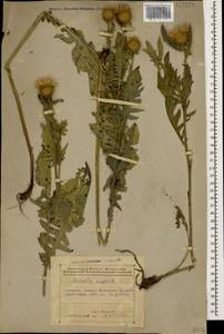 Klasea radiata subsp. radiata, Кавказ, Азербайджан (K6) (Азербайджан)