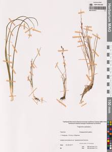 Триостренник болотный L., Сибирь, Чукотка и Камчатка (S7) (Россия)