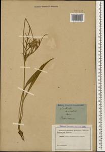 Ломелозия кавказская (M. Bieb.) Greuter & Burdet, Кавказ (без точных местонахождений) (K0)