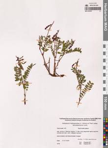 Копеечник копеечниковый (L.) Schinz & Thell., Сибирь, Чукотка и Камчатка (S7) (Россия)